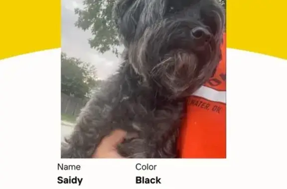 Lost Black Yorkiepoo: Shy, 11 Yrs, Bethany