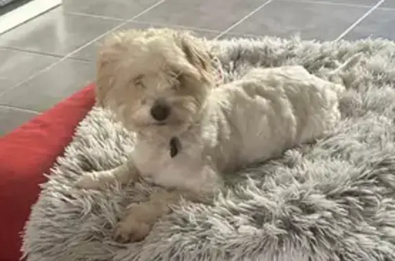 Chien perdu , photo : Chien perdu secteur Étang de Saint-Hubert