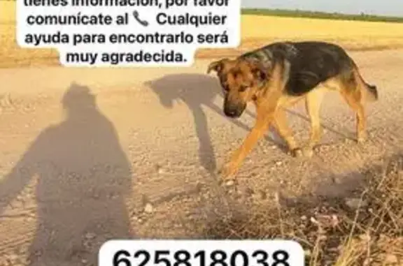 Perro Perdido en Miguel Esteban: Tango, Pastor Alemán