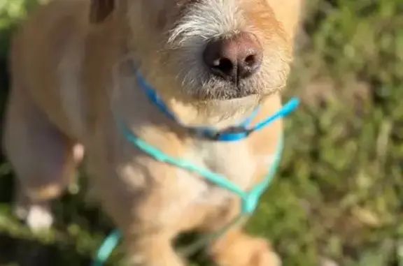 Chien perdu craintif, collier bleu, Livarot - photo