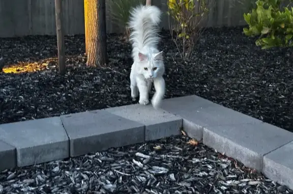 Lost: Friendly White Maine Coon, Gold Eyes