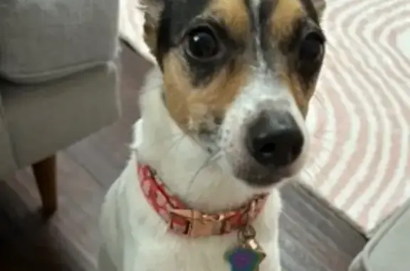 Lost Dog: White with Black Spot, Red Collar