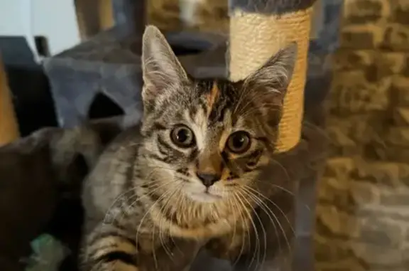 Chat perdu, Maîche, photo: Chatte tigrée 6 mois perdue à Maîche
