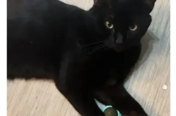 Lost Black Cat: Silky, Friendly, 1 Year Old