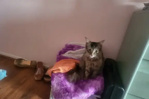 Grisou, chat gris perdu, Pau, Avenue du 18ème - photo