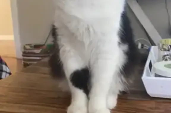 Lost: Black & White Cat, Elmwood St, Auburn