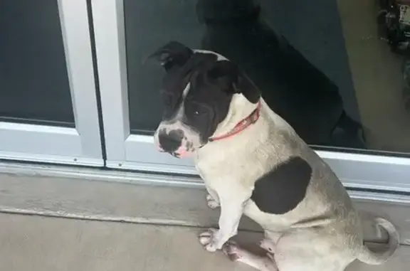 Found Dog: Red Collar, Chappell Hill