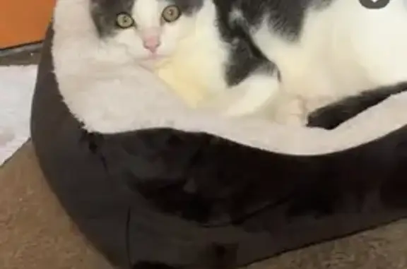 Chat perdu, yeux qui coulent à Cergy - photo