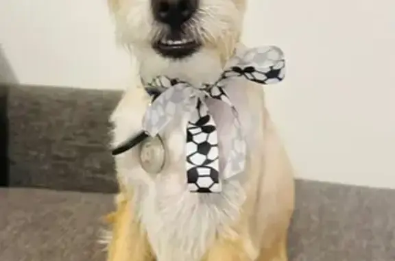 Missing dog San Jose, photo: Lost Yellow Dog: Bruno on Vista Ave