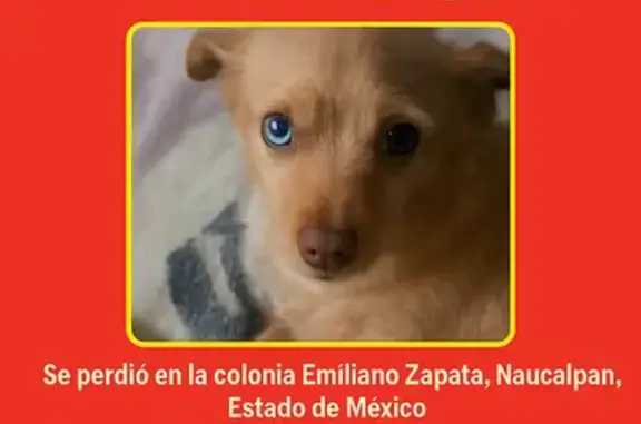 Búsqueda de mascotas, foto: ¡Perdido! Perrito Miel con Ojos Bicolor