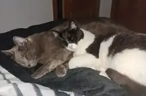 ¡Gato Perdido! Blanco y Negro en Las Torres