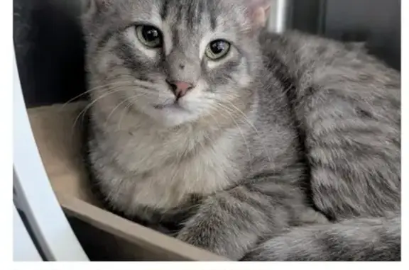 Lost Cat Alert: Cleveland, Texas