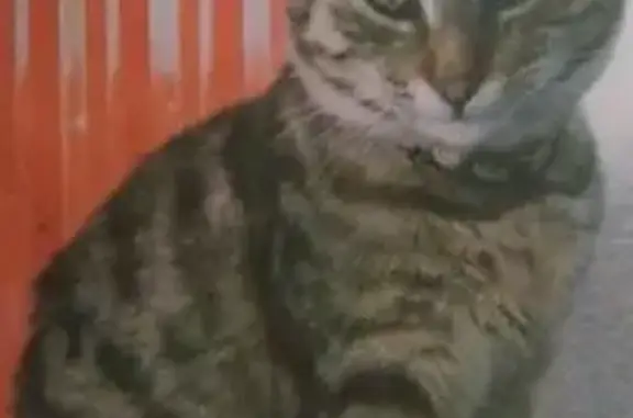 Chat perdu, Castelnaudary, photo: Chat tigré perdu, Castelnaudary