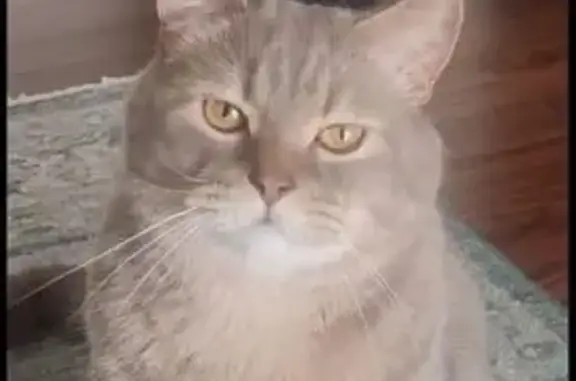 Chat perdu, Le Mans, photo: Chat gris clair perdu au Mans, Rue d'Espagne