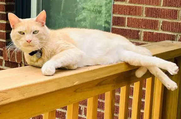Help Find SOL: Missing Tabby in Atlanta