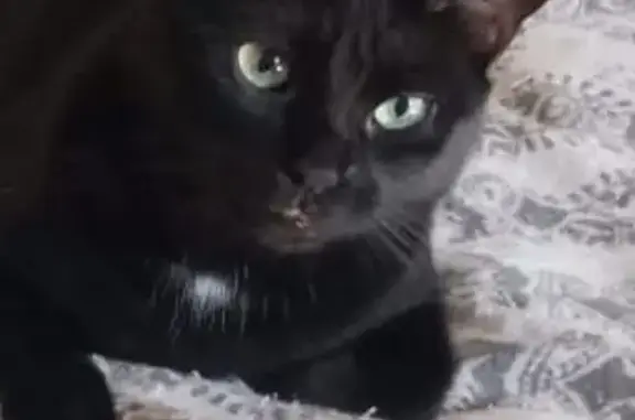 ¡Ayuda! Gato Negro Perdido en Alhaurín