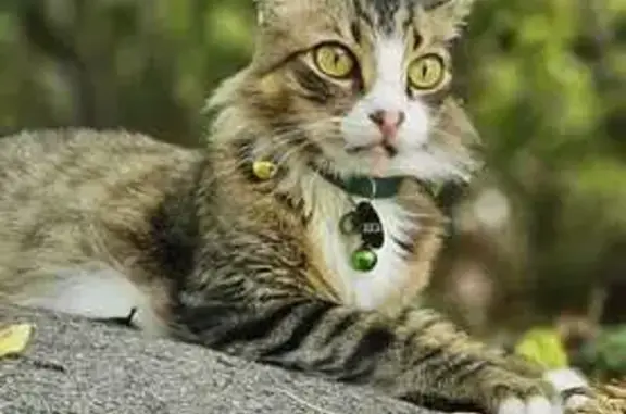 Help Find Juca: Beloved Cat Missing!