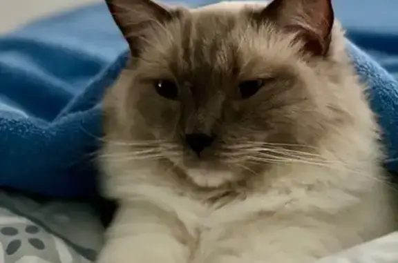 Animaux perdus , photo: Chat Ragdoll perdu à Beauziac