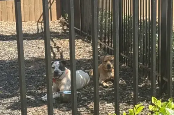 Found pets , photo: Found Dogs in Mableton: Help Reunite!