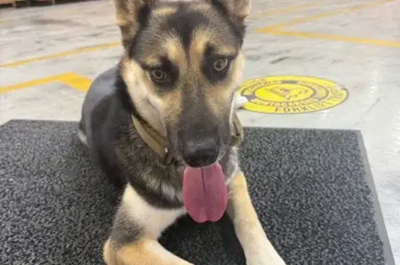 Found pets Fort Worth, photo: Found Female German Shepherd, Fort Worth