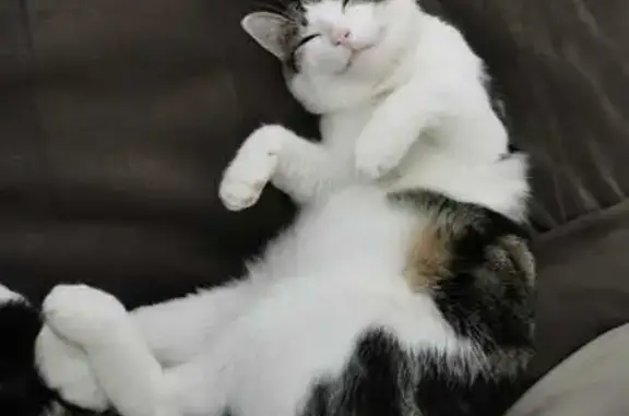 Chat européen perdu, noir/gris/blanc, Paris - photo