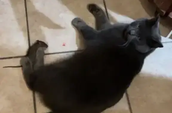 Chat perdu, , photo: Chat perdu, peureux, miaulement de chaton