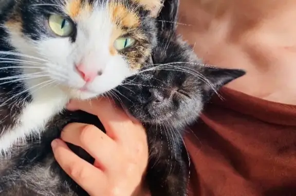 Missing cat , photo: Missing: Friendly Cat with Unique Ears
