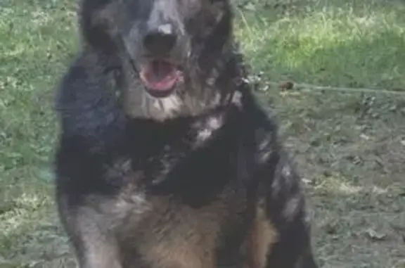 Lost German Shepherd in Waukesha, WI