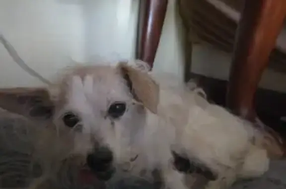 Lost and found pets Montclair, photo: Lost Dog: Barbas on Fauna St, Montclair