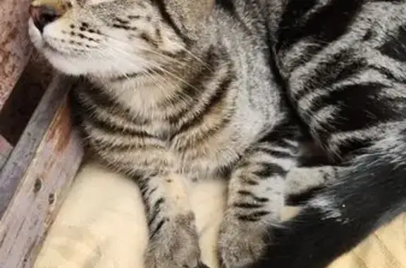 Búsqueda de mascotas, foto: Gato Rayado Perdido en Tlalpan: Ayuda