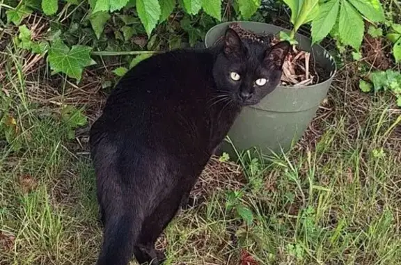 Chatte noire perdue, craintive, Castelnau-le-Lez - photo