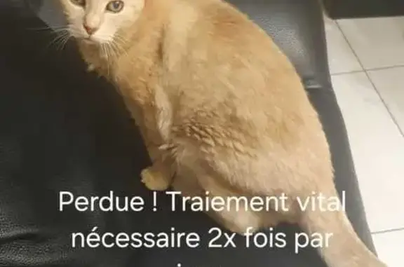 Chatte crème perdue à Balaruc-les-Bains - photo