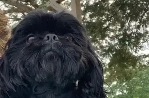 Lost Timid Black Dog in Newport Area