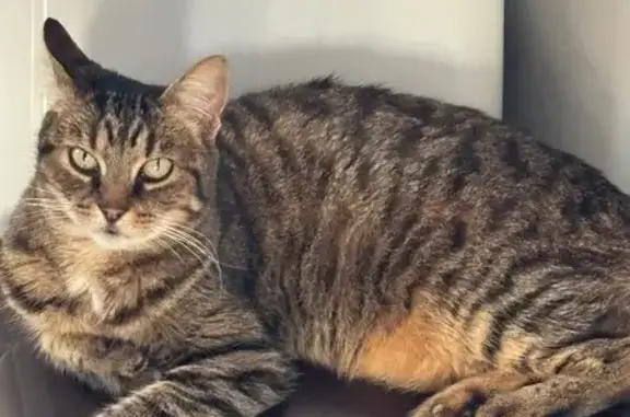 Animaux trouvés Saint-Quentin, photo: Petite chatte trouvée à Saint-Quentin