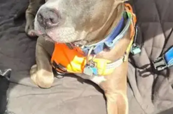 Lost Grey Pit Bull: South 52nd Street