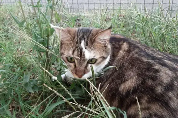 Animaux perdus , photo: Chatte angora perdue à Loyettes