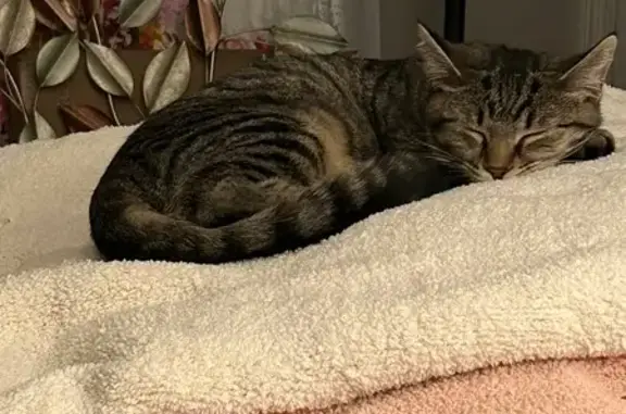 Lost Cat: Brown Stripes, Gold Eyes, Help!