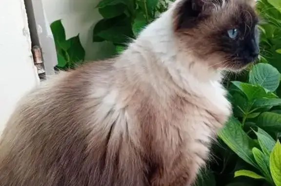 Chat perdu, Albias, photo: Chatte perdue Birmanie blanche/marron Albias