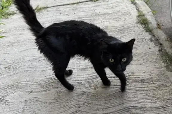 Gato Perdido: Noble y Tranquilo en Cuautla