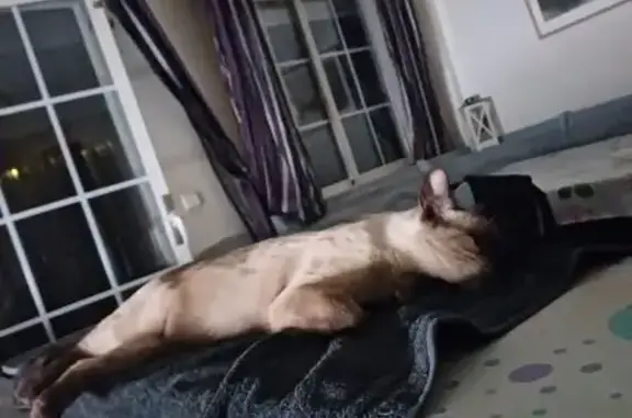 ¡Gato Perdido en Parla! Cariñoso y Social