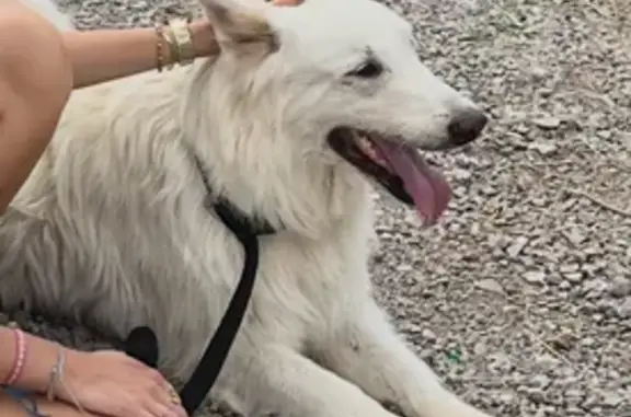 Animaux trouvés , photo: Chien trouvée : Louna, 10 ans, à la SPA