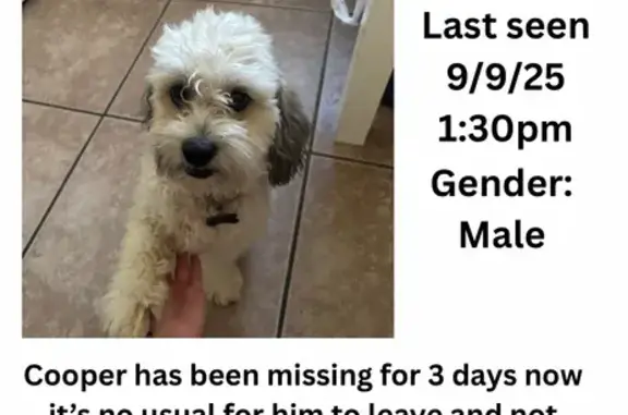 Lost Dog: Brown Coat, Unique Eyes