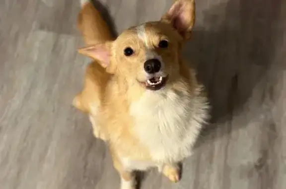 Lost Corgi Mix: Sweet & Friendly in GA