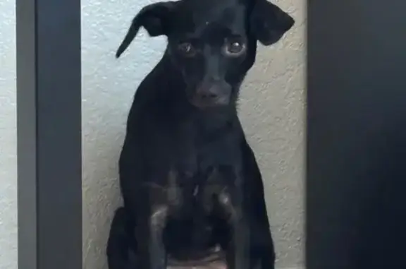 Missing dog Bryan, photo: Lost Black Dachshund Mix on E 26th St