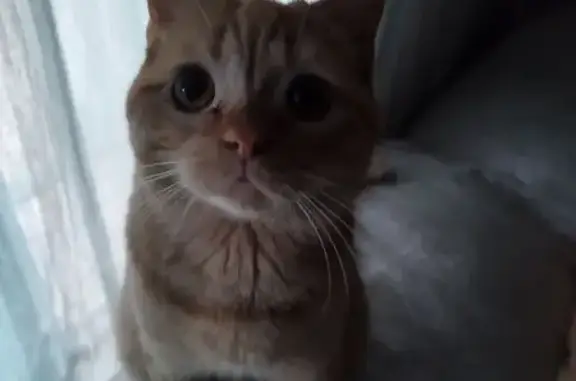 Gato Perdido: Paco, Naranja y Dócil