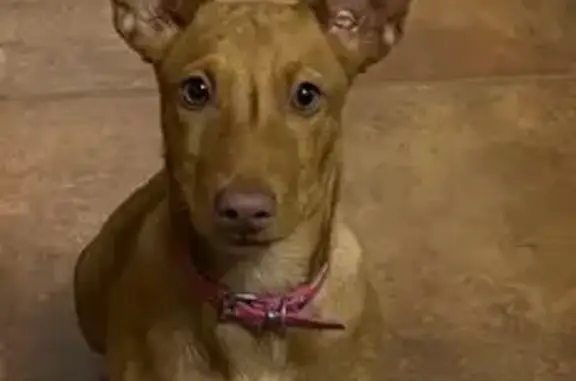 Perro perdido: Marrón claro en Coria del Río