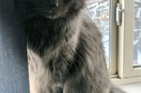 Lost Gray Fluffy Cat - Needs Special Diet
