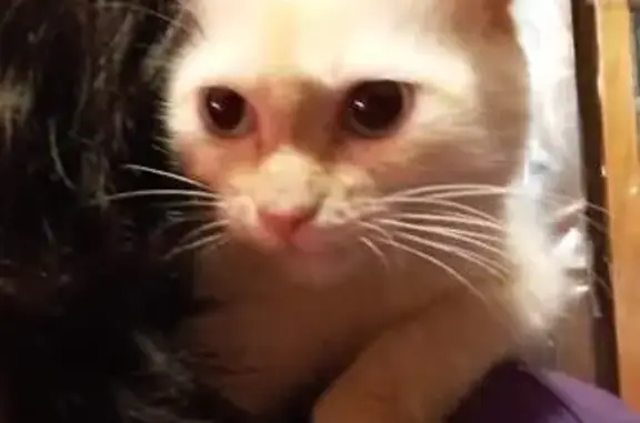 Gata Blanca Perdida en Puebla:...
