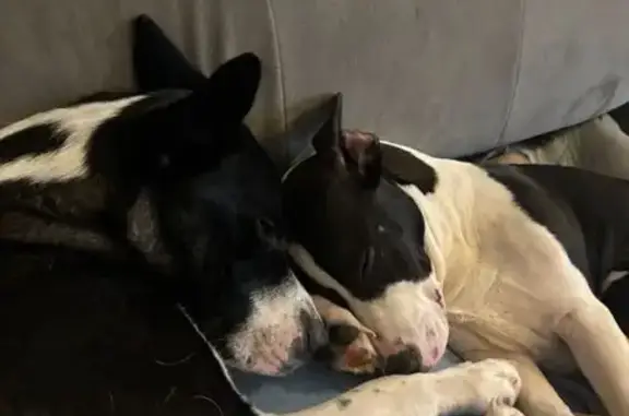 Chien perdu à Mandelieu: staffie noir et blanc - photo