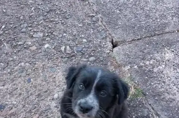 Lost Black & White Dog on Plunkett St, QLD